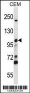 Minichromosome Maintenance Complex Component 4 antibody, 57-795, ProSci, Western Blot image 