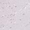 Proopiomelanocortin antibody, NBP2-55008, Novus Biologicals, Immunohistochemistry frozen image 