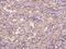 TRAF Interacting Protein antibody, 201071-T08, Sino Biological, Immunohistochemistry frozen image 