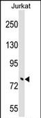 Tripartite Motif Containing 46 antibody, PA5-71986, Invitrogen Antibodies, Western Blot image 