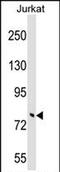 Tripartite Motif Containing 46 antibody, PA5-71986, Invitrogen Antibodies, Western Blot image 