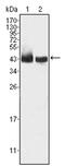 GSTA6P antibody, AM06313SU-N, Origene, Western Blot image 