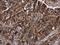 CD59 Molecule (CD59 Blood Group) antibody, PA5-77898, Invitrogen Antibodies, Immunohistochemistry frozen image 