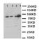 Integrin Subunit Beta 3 antibody, orb76141, Biorbyt, Western Blot image 