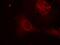 SHC-transforming protein 1 antibody, GTX50325, GeneTex, Immunofluorescence image 