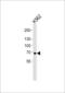 Lactotransferrin antibody, LS-C163919, Lifespan Biosciences, Western Blot image 