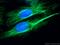 Ribosomal Protein S6 Kinase B1 antibody, 26587-1-AP, Proteintech Group, Immunofluorescence image 