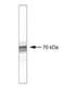 Beta-Transducin Repeat Containing E3 Ubiquitin Protein Ligase antibody, LS-C39733, Lifespan Biosciences, Western Blot image 