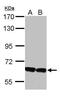 Kelch Like Family Member 2 antibody, GTX115614, GeneTex, Western Blot image 