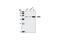 Cyclin-dependent kinase 6 antibody, 3136T, Cell Signaling Technology, Western Blot image 