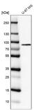 Procollagen-Lysine,2-Oxoglutarate 5-Dioxygenase 1 antibody, NBP2-38770, Novus Biologicals, Western Blot image 