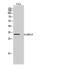 StAR Related Lipid Transfer Domain Containing 10 antibody, GTX34230, GeneTex, Western Blot image 