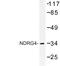 NDRG Family Member 4 antibody, LS-C177490, Lifespan Biosciences, Western Blot image 