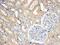 Sorting Nexin 8 antibody, NB100-1363, Novus Biologicals, Immunohistochemistry paraffin image 