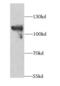 M4K3 antibody, FNab04982, FineTest, Western Blot image 