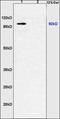 PPARG Coactivator 1 Alpha antibody, orb100963, Biorbyt, Western Blot image 