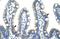 Fibrillarin antibody, NBP1-57272, Novus Biologicals, Immunohistochemistry frozen image 
