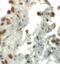 Enhancer Of Zeste 1 Polycomb Repressive Complex 2 Subunit antibody, LS-C144356, Lifespan Biosciences, Immunohistochemistry frozen image 
