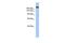 Contactin-associated protein-like 4 antibody, GTX45907, GeneTex, Western Blot image 