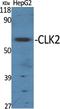 Dual specificity protein kinase CLK2 antibody, A05206, Boster Biological Technology, Western Blot image 