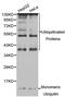 Ubiquitin C antibody, abx123437, Abbexa, Western Blot image 