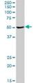 Heat Shock Transcription Factor Family, X-Linked 2 antibody, H00051402-D01P, Novus Biologicals, Western Blot image 