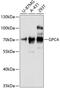 Glypican 4 antibody, 14-635, ProSci, Western Blot image 