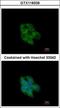 Glutaredoxin 3 antibody, GTX118339, GeneTex, Immunocytochemistry image 