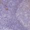 CD40 Molecule antibody, NBP2-33957, Novus Biologicals, Immunohistochemistry frozen image 