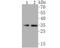 NIMA Related Kinase 7 antibody, NBP2-80470, Novus Biologicals, Western Blot image 