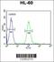 Coenzyme Q7, Hydroxylase antibody, 62-086, ProSci, Flow Cytometry image 