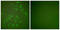 Matrix Metallopeptidase 13 antibody, LS-C118520, Lifespan Biosciences, Immunofluorescence image 