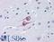 E3 ubiquitin/ISG15 ligase TRIM25 antibody, LS-B2701, Lifespan Biosciences, Immunohistochemistry paraffin image 