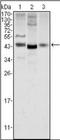Wnt Family Member 1 antibody, orb89412, Biorbyt, Western Blot image 