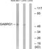 Gamma-Aminobutyric Acid Type A Receptor Gamma1 Subunit antibody, PA5-39179, Invitrogen Antibodies, Western Blot image 