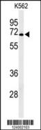 G Protein-Coupled Receptor 50 antibody, 63-903, ProSci, Western Blot image 