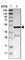 Pleckstrin Homology Domain Containing A1 antibody, HPA002043, Atlas Antibodies, Western Blot image 