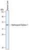 Hydroxyacid Oxidase 1 antibody, AF6197, R&D Systems, Western Blot image 