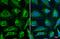 Farnesyl Diphosphate Synthase antibody, GTX105301, GeneTex, Immunofluorescence image 