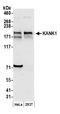 KN motif and ankyrin repeat domain-containing protein 1 antibody, A301-882A, Bethyl Labs, Western Blot image 