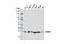 p33 antibody, 6502P, Cell Signaling Technology, Western Blot image 