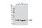 Complement C1q Binding Protein antibody, 6502P, Cell Signaling Technology, Western Blot image 