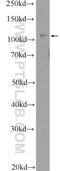 TRPC5 antibody, 25890-1-AP, Proteintech Group, Western Blot image 