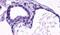 Thyroid Stimulating Hormone Receptor antibody, PA5-34293, Invitrogen Antibodies, Immunohistochemistry paraffin image 