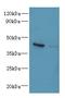 Chitinase Domain Containing 1 antibody, LS-C379951, Lifespan Biosciences, Western Blot image 