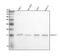 C-X-C Motif Chemokine Ligand 11 antibody, M01833, Boster Biological Technology, Western Blot image 