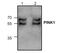 Serine/threonine-protein kinase PINK1, mitochondrial antibody, GTX59847, GeneTex, Western Blot image 