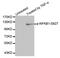 Nuclear Factor Kappa B Subunit 1 antibody, MBS128308, MyBioSource, Western Blot image 
