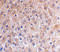 Tumor Protein P53 Inducible Nuclear Protein 1 antibody, 56223, QED Bioscience, Immunohistochemistry frozen image 