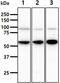 Heat Shock Protein Family A (Hsp70) Member 13 antibody, GTX57713, GeneTex, Western Blot image 